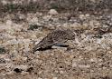 McCown's Longspur _0750